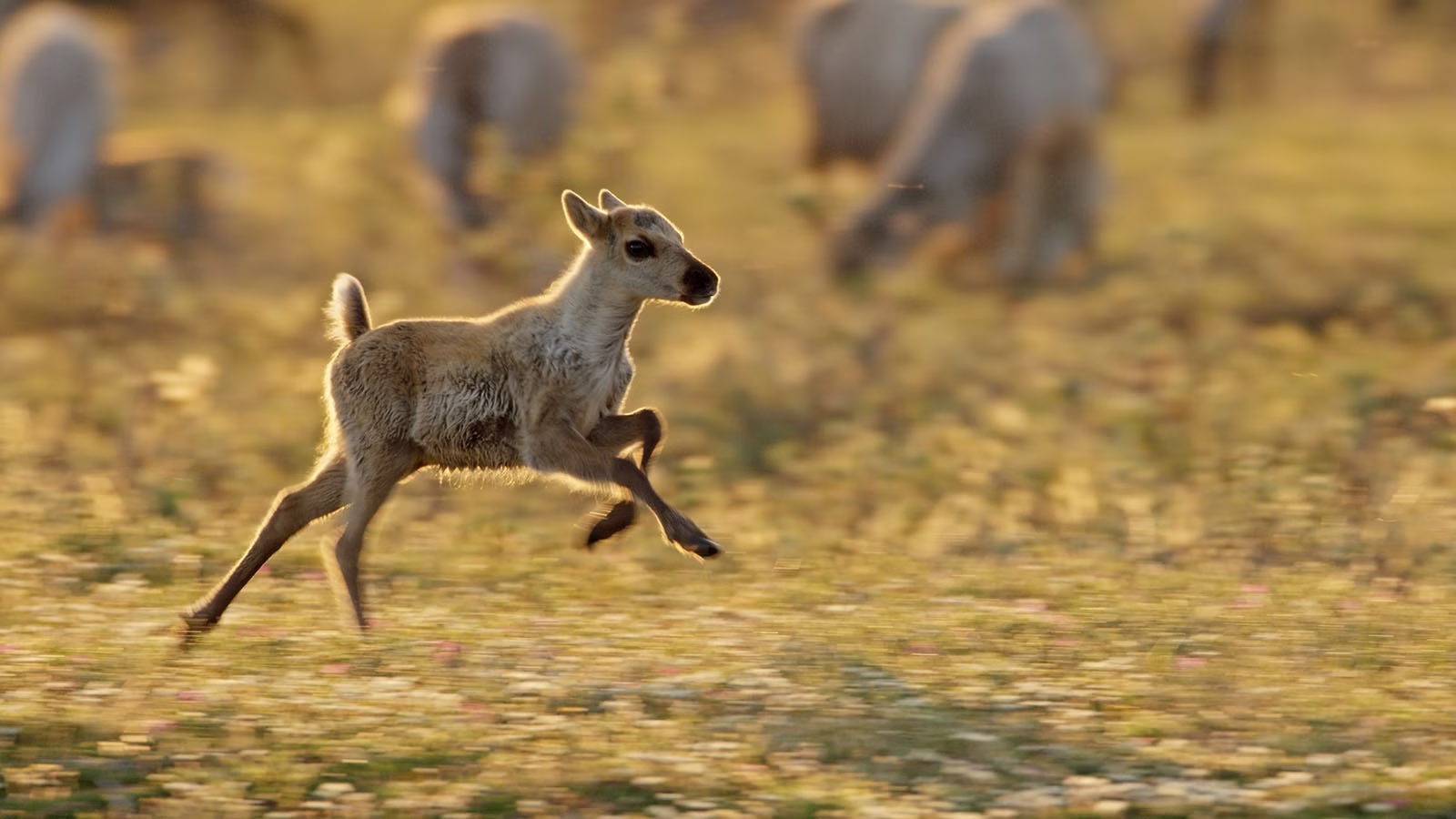 The Arctic- Our Last Great Wilderness Film