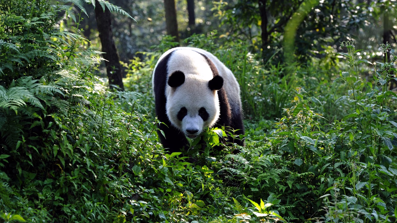 Pandas – The Journey Home Film