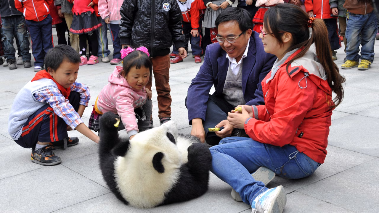 Pandas – The Journey Home Film