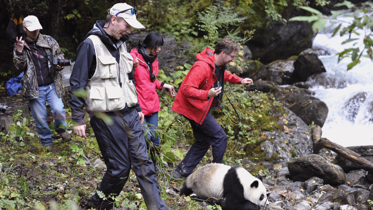 Pandas – The Journey Home Film
