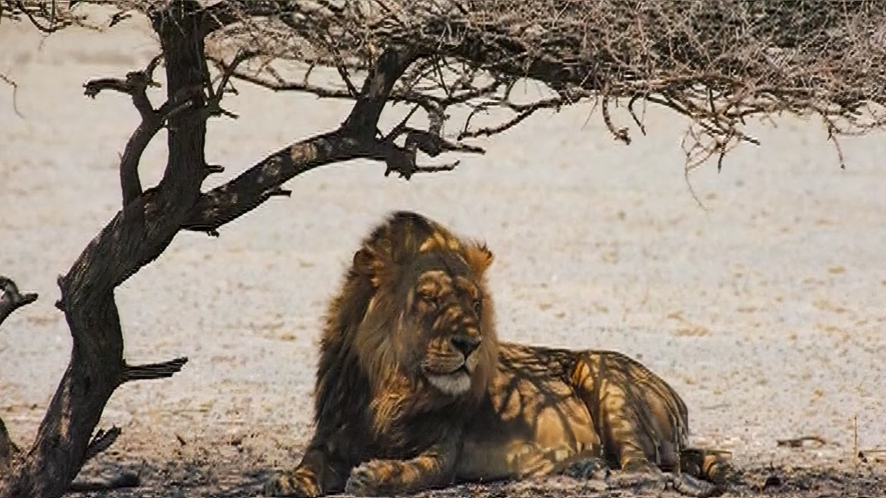 Lions 3D Film