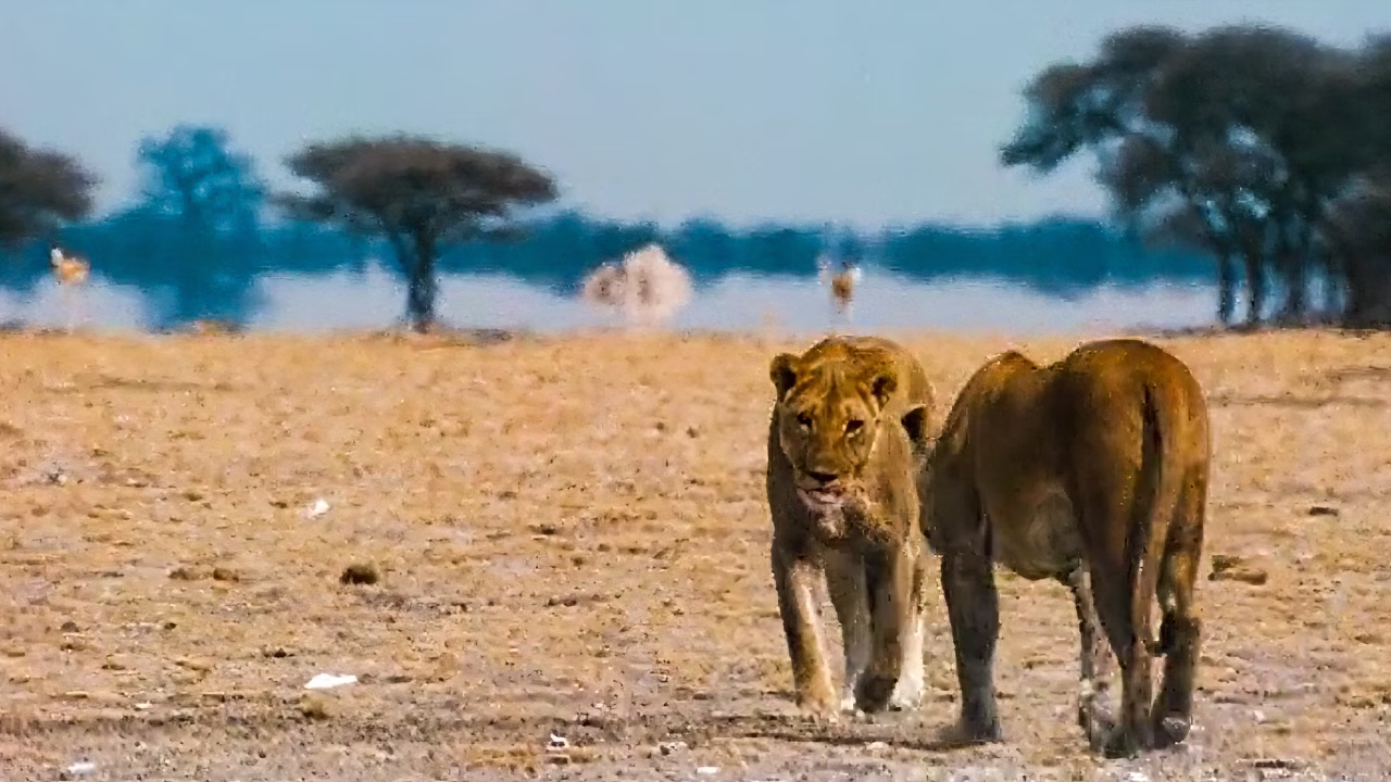 Lions 3D Film
