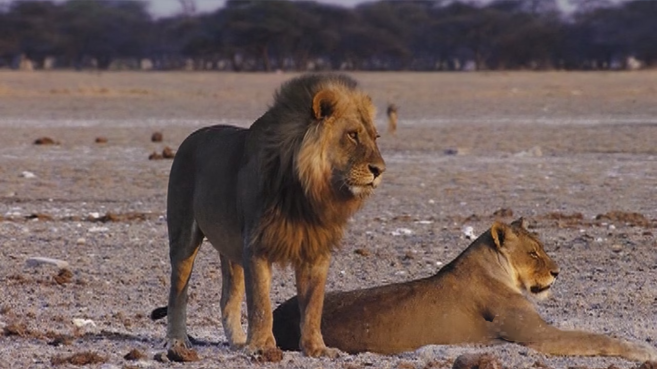 Lions 3D Film