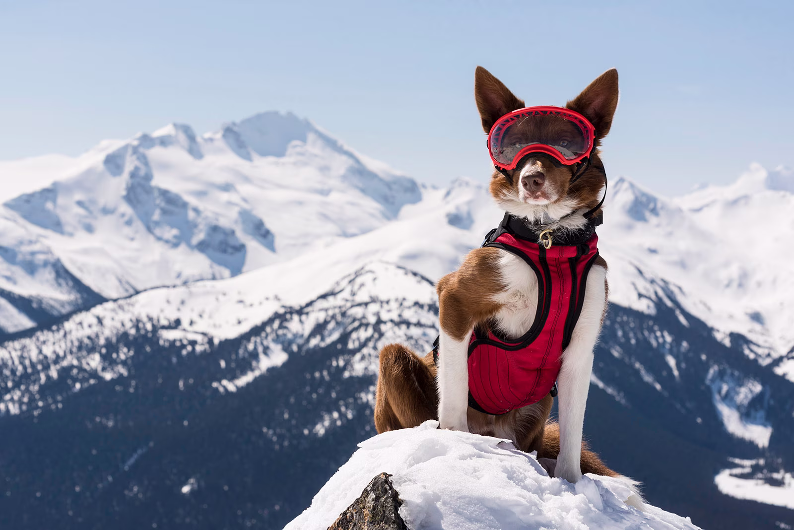Superpower Dogs Film