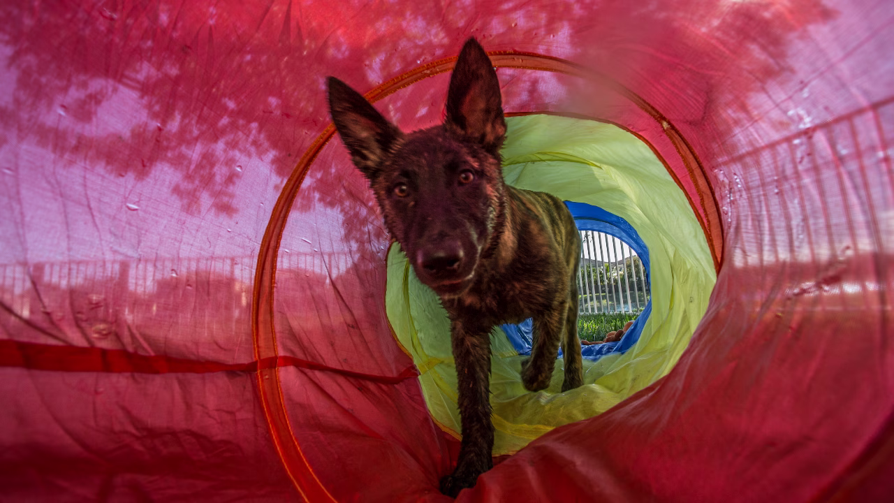 Superpower Dogs Film