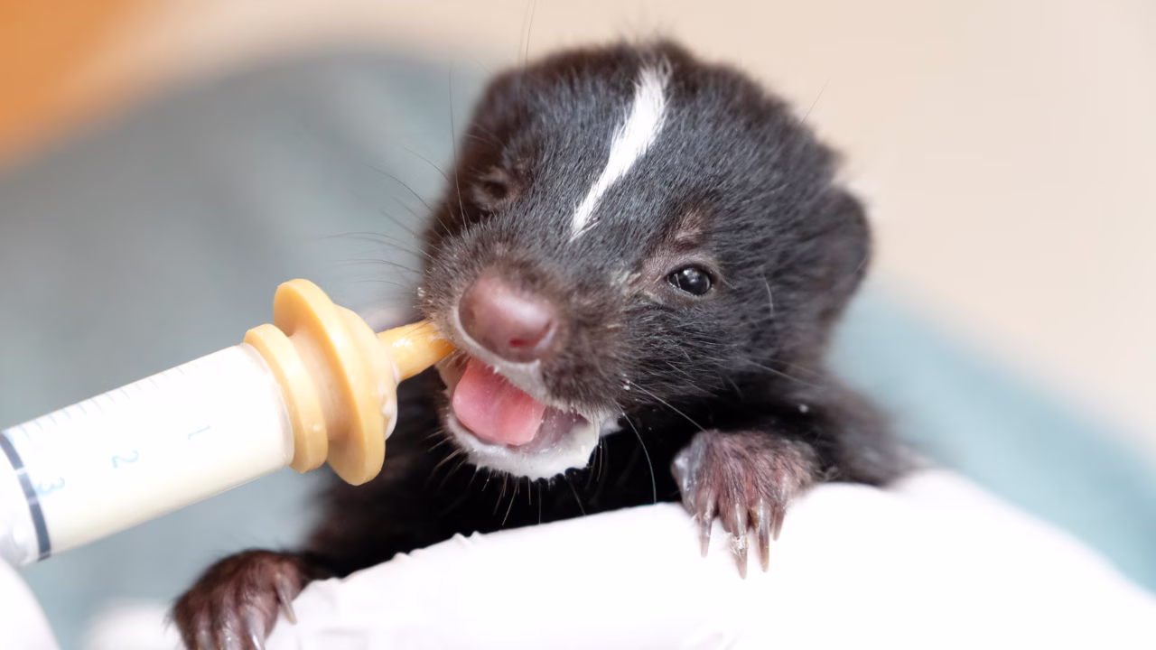Wild Rescue Film