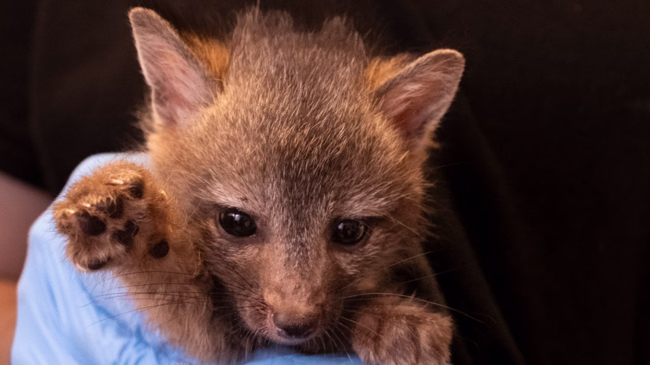 Wild Rescue Film