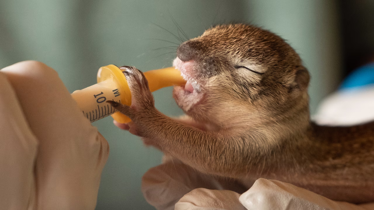 Wild Rescue Film