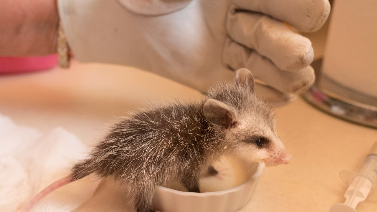Wild Rescue Film