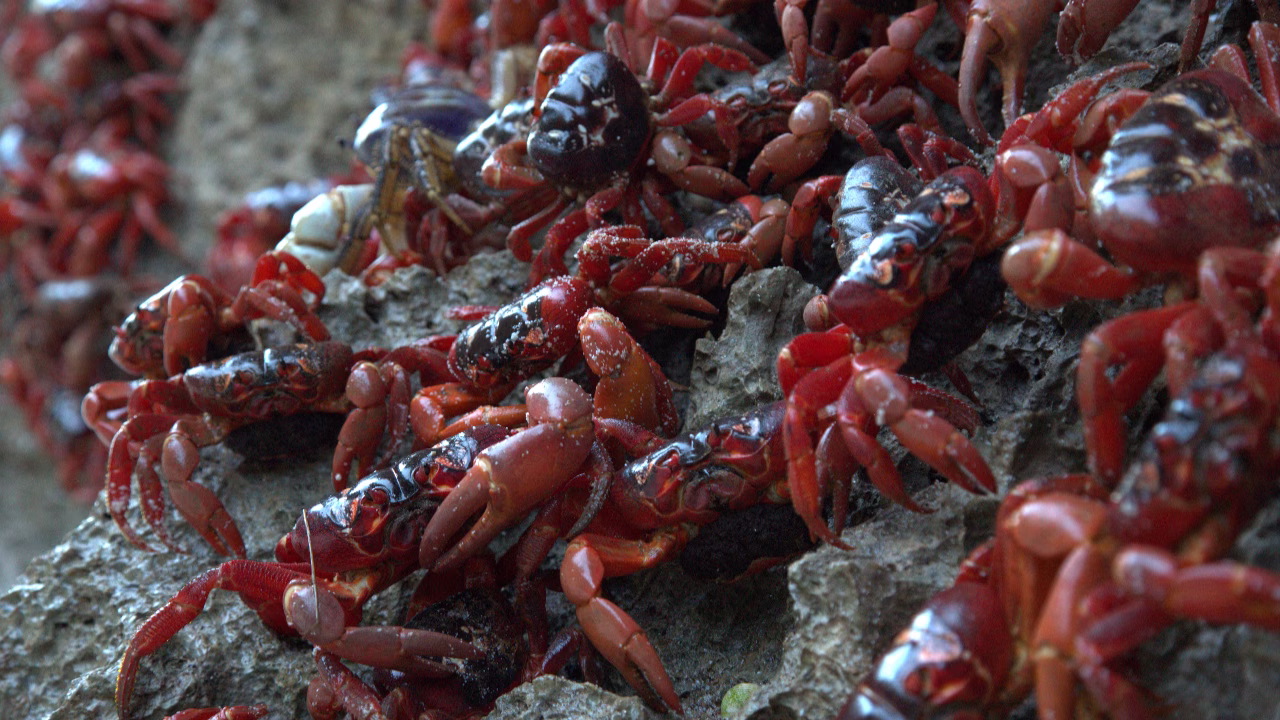 Back from the Brink Film