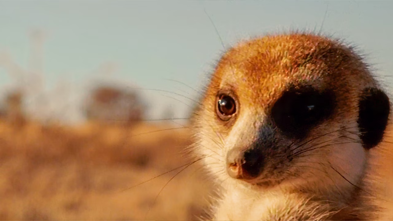 Meerkats Film
