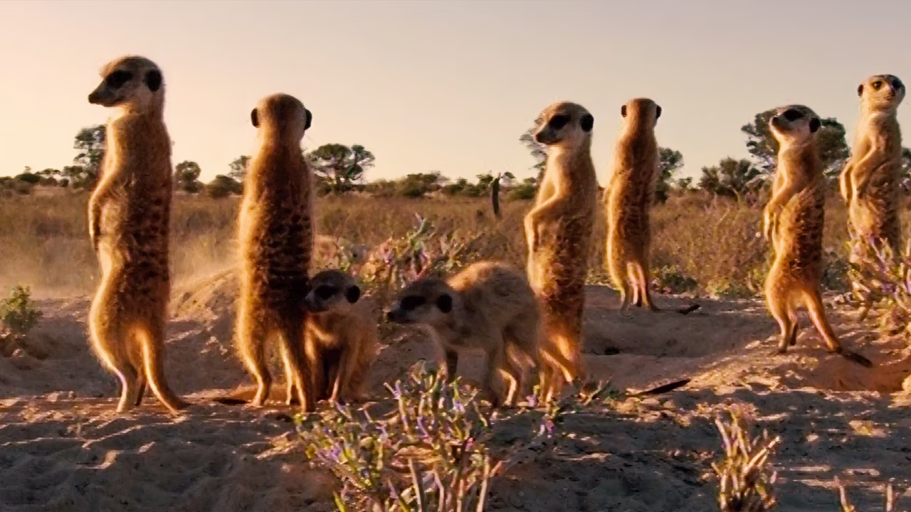 Meerkats Film
