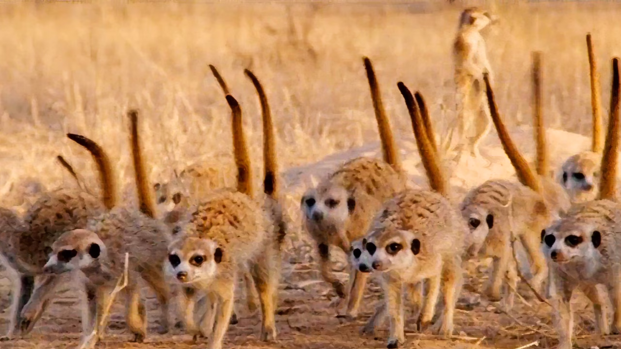 Meerkats Film